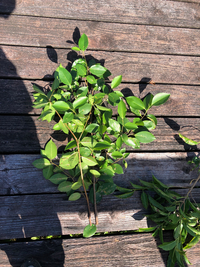 Ficus microcarpa