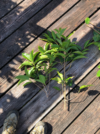 Ficus microcarpa