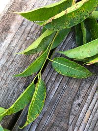 Ficus microcarpa