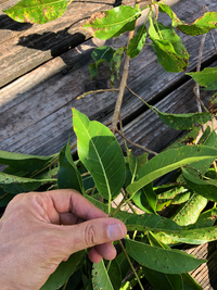 Ficus microcarpa