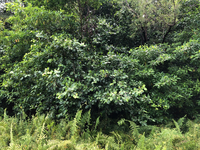 Ficus microcarpa