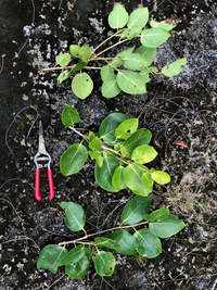 Ficus microcarpa