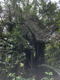 Ficus microcarpa
