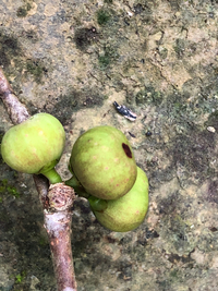 Ficus microcarpa