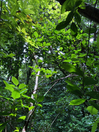 Ficus microcarpa