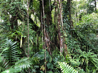 Ficus microcarpa