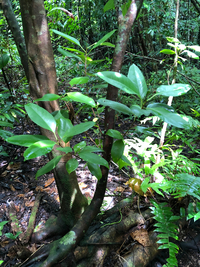 Ficus microcarpa
