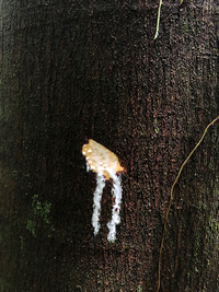 Artocarpus mariannensis