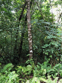 Artocarpus mariannensis
