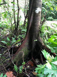 Artocarpus mariannensis