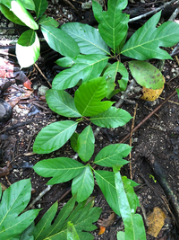 Artocarpus mariannensis
