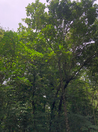 Artocarpus mariannensis