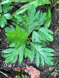 Artocarpus mariannensis