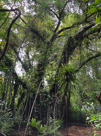 Ficus microcarpa