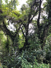 Ficus microcarpa