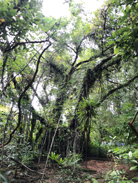 Ficus microcarpa