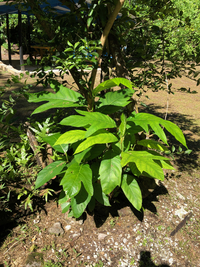 Artocarpus mariannensis