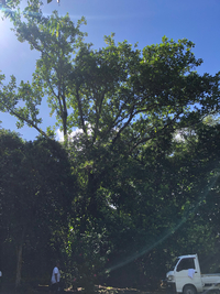 Artocarpus mariannensis