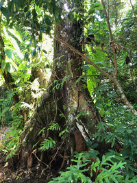 Artocarpus mariannensis
