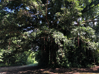 Ficus microcarpa