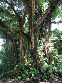 Ficus microcarpa