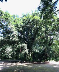 Ficus microcarpa