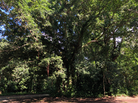 Ficus microcarpa