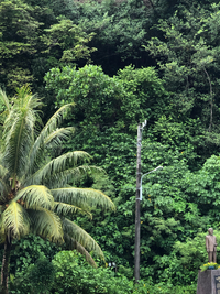 Artocarpus mariannensis