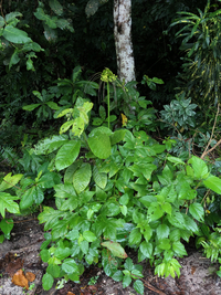 Tacca leontopetaloides