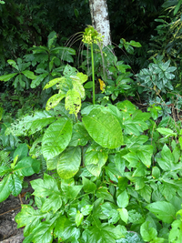 Tacca leontopetaloides