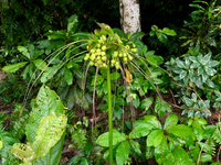 Tacca leontopetaloides