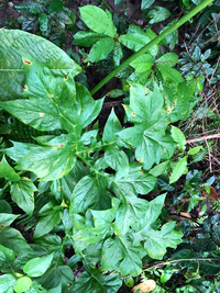Tacca leontopetaloides