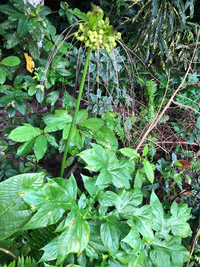 Tacca leontopetaloides