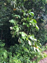 Syzygium samarangense