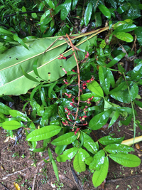 Alpinia carolinensis