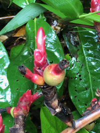 Alpinia carolinensis