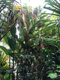 Alpinia carolinensis