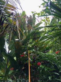 Alpinia carolinensis