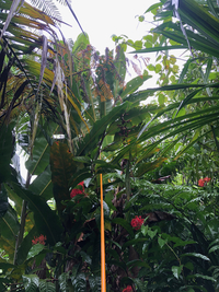 Alpinia carolinensis