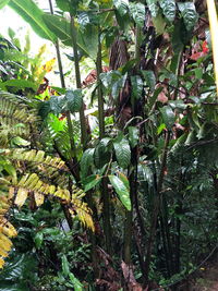 Alpinia carolinensis