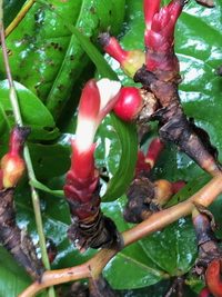 Alpinia carolinensis