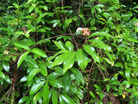 Hellenia speciosa
