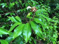 Hellenia speciosa