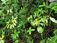 Hellenia speciosa