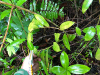 Hellenia speciosa