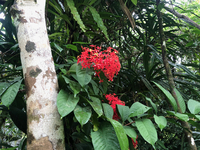 Ixora casei