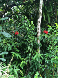 Ixora casei