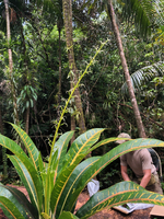 Codiaeum variegatum