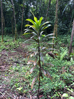 Codiaeum variegatum