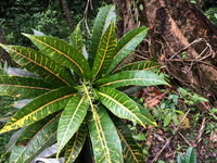 Codiaeum variegatum